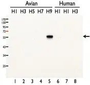 Anti-Avian Influenza A virus H9N2 HA (Hemagglutinin) antibody used in Western Blot (WB). GTX127307